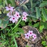 Otomeria oculata 花