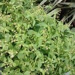 Galinsoga parviflora Libunga