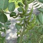 Indigofera suffruticosa ഫലം