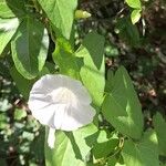 Calystegia silvatica花