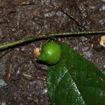 Aulacocalyx caudata Fruit