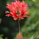 Hibiscus schizopetalus Квітка