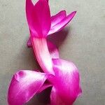 Schlumbergera truncata Flors