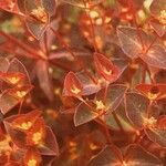 Euphorbia dulcis Flor