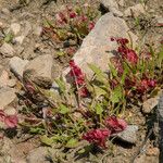 Rumex cyprius Vekstform