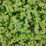 Lamium maculatumBlad