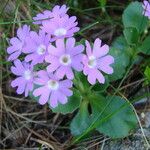 Primula hirsuta Flower