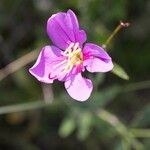 Rhexia alifanus Květ