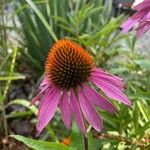 Echinacea angustifoliaFlor