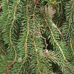 Picea polita Leaf