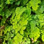 Adiantum raddianum Leaf