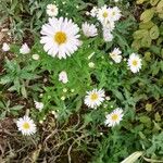 Symphyotrichum dumosum Fleur