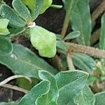 Sesamoides pygmaea Likasa