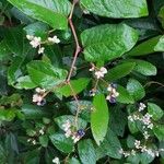 Persicaria chinensis Flower