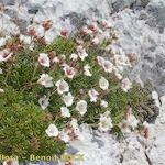 Potentilla clusiana Vekstform