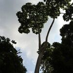 Cussonia brieyi Hábito
