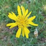 Tragopogon dubiusBlüte