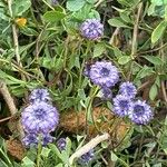 Globularia alypum Çiçek