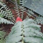 Encephalartos ferox Hostoa