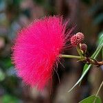 Calliandra haematocephalaBlomst