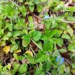 Salvia misella Leaf