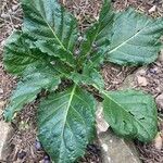 Mandragora autumnalis Leaf