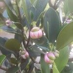 Clusia orthoneura Flor