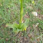 Platanthera chlorantha Leaf