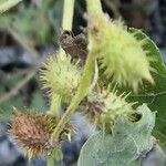 Xanthium orientale ഫലം