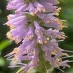 Veronicastrum sibiricum Õis