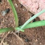 Nothoscordum gracile Leaf