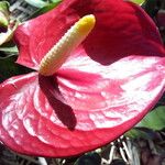 Anthurium andraeanum Flower