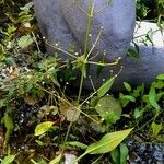 Alisma plantago-aquatica Alkat (teljes növény)