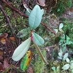 Badula decumbens Deilen