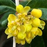 Berberis julianae 花