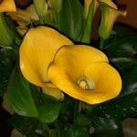 Zantedeschia albomaculata ᱵᱟᱦᱟ