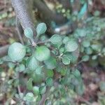 Corokia cotoneaster পাতা