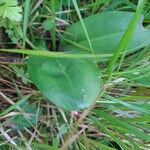 Platanthera bifolia Φύλλο