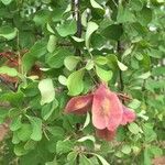 Terminalia prunioides ᱡᱚ