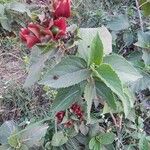 Clerodendrum infortunatum অভ্যাস