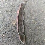 Anadenanthera colubrina ഫലം