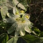 Passiflora subpeltata Floro