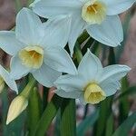 Narcissus tazetta Kukka