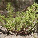 Portulaca halimoides Характер