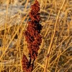 Rumex aquaticus Fruit