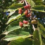 Grewia flavescens Fruit