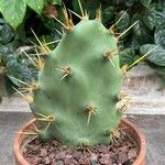 Opuntia dillenii Leht