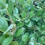 Lyonia ligustrina 果實