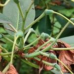 Rhododendron campylocarpum Altro