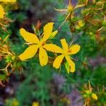 Hypericum perfoliatumΛουλούδι